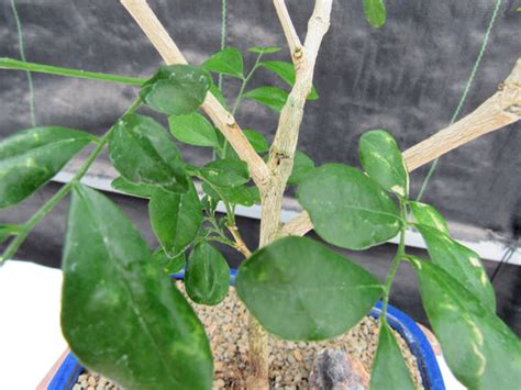 Flowering Orange Jasmine Bonsai Tree