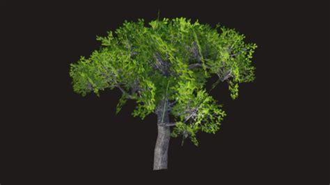 Oak Tree Low Poly 3d Model Rendercrate Free And Hd Objects