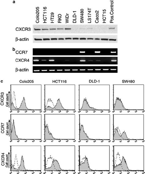 Expression Of Chemokine Receptors Cxcr3 Ccr7 And Cxcr4 In Human Colon