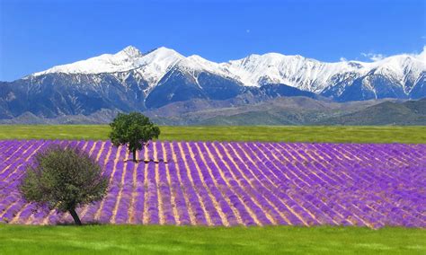 Plateau De Valensole - Plateau de Valensole - Découvrir les champs de lavandes à perte de vue