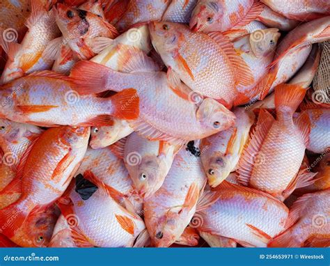 Cierre De Los Deliciosos Peces Rojos Tilapia En Un Mercado Imagen De