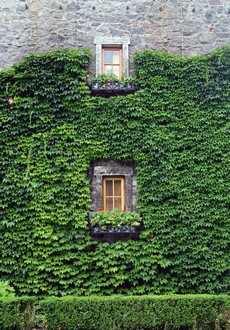 50 Best Ivy Wall Images Ivy Wall Garden Design Backyard Landscaping