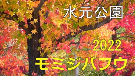 【views】2528『モミジバフウ ～ 車を染める紅葉【2022】水元公園』3分52秒 Video Salonweb 映像制作