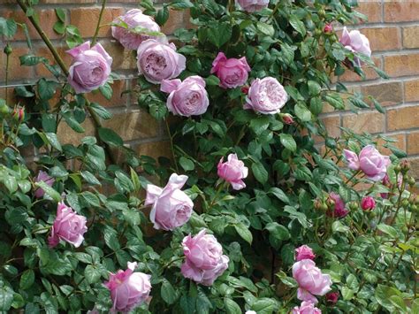 Спирит оф Фридом ( Spirit of Freedom)