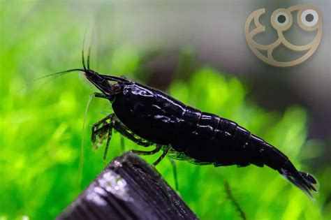 Black Rose Shrimp Neocaridina Davidi Shrimp Profile Care Guide