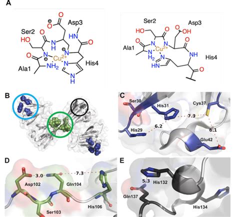 Putative Copper Binding Sites In B Crystallin A Proposed Structures