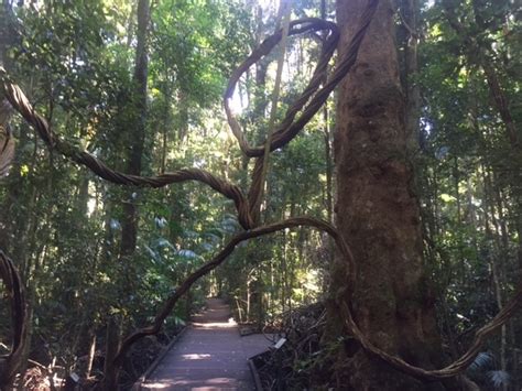 Agents Of Discovery Rainforest Discovery At Mary Cairncross Scenic