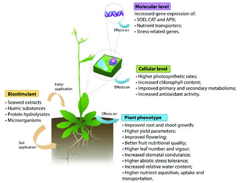 Summarized Representation Of The Effects Of Biostimulants In Plants At