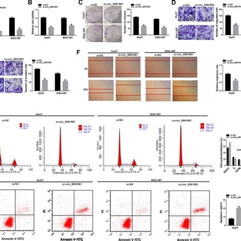 Circ0091581 Enhances The Malignant Phenotypes Of Hcc Cells Ah Hcc Download Scientific