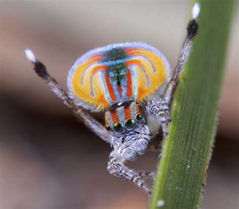 30 Peacock Spider Facts About The World's Prettiest Spider