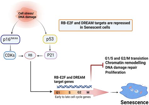 Key Elements Of Cellular Senescence Involve Transcriptional Repression Of Mitotic And Dna Repair