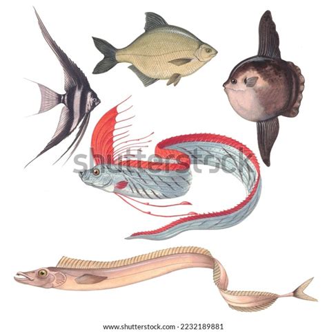 Realistic Color Scientific Illustration Fish Head Stock Illustration