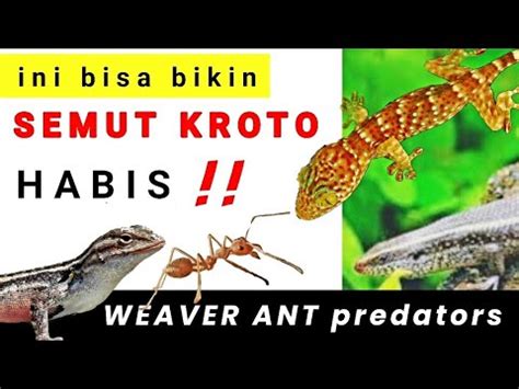 Predator Pemangsa Semut Rangrang Kroto Youtube