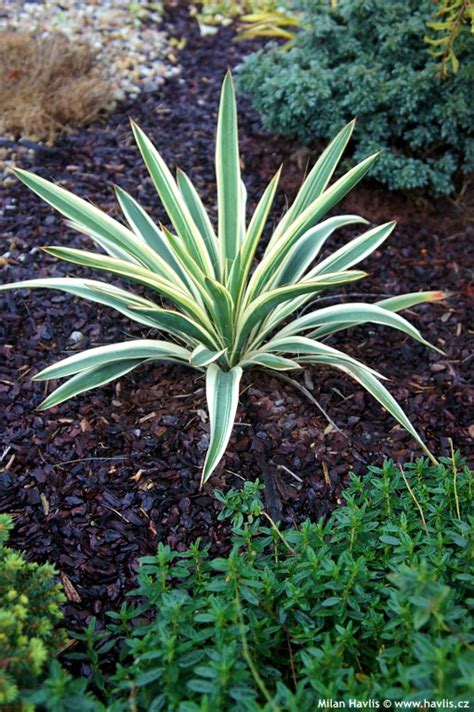 Yucca Filamentosa Ivory Tower Havlis Cz