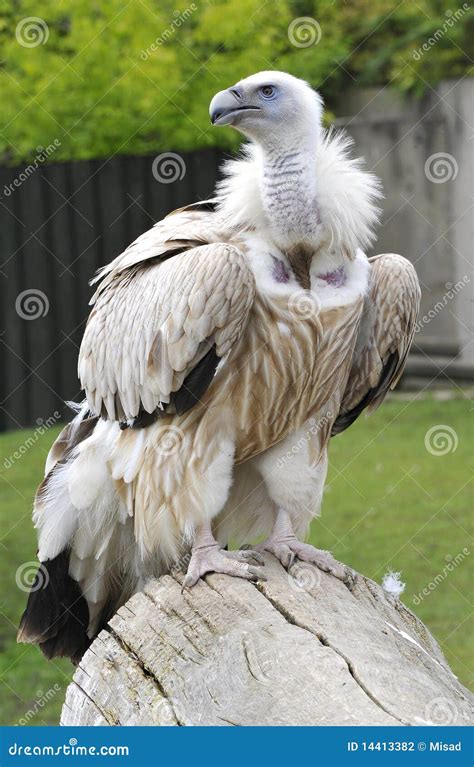 Himalayan Griffon stock photo. Image of white, neck, airman - 14413382