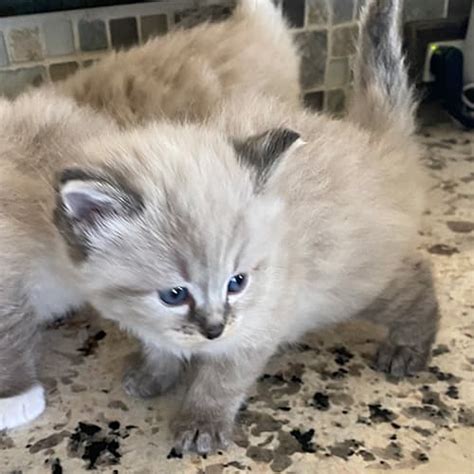 Seal Point Ragdoll Kittens for Sale | Midwest Ragdolls