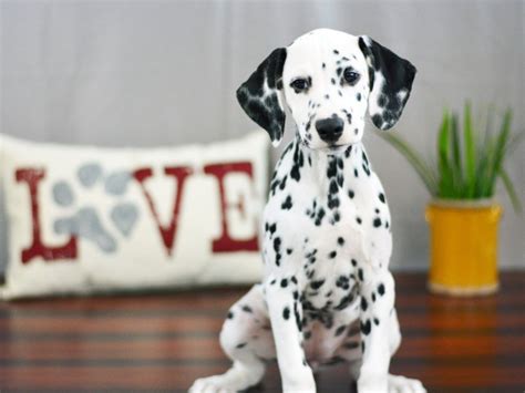 Dalmatian-DOG-Female-White / Black-1762015-Petland Lewis Center