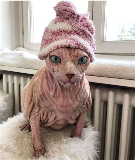 Hairless Sinister Looking Cat May Be Named The Scariest Feline In The