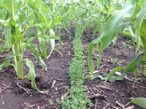 Soil Health Partnership releases Cover Crop Planting Report | AGDAILY