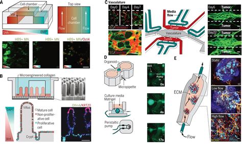 Organoids On A Chip Science