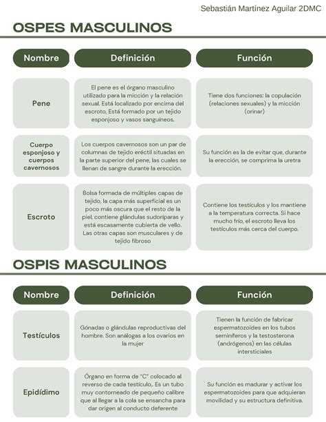 Ospes y Ospis masculino y femenino Pene El pene es el órgano