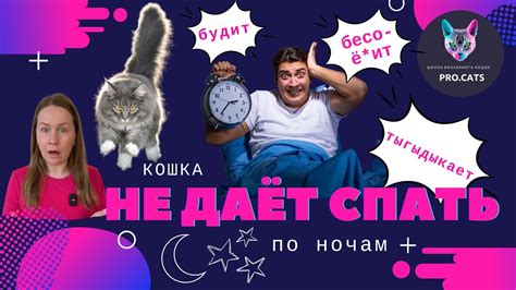 Кошка НЕ ДАЁТ СПАТЬ НОЧЬЮ | Ночной тыгыдык | Кот мешает спать и будит ...