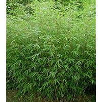 amazoncom fargesia rufa sunset glow bamboo  size  plant