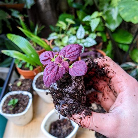 Black Dragon Coleus Seeds – Plantflix