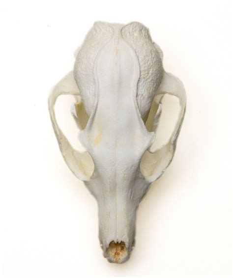 Gray Fox Skull Replica