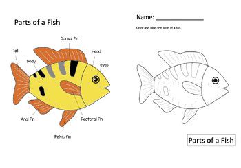 Parts Of A Fish Montessori 3 Part Cards By InspireEd Resources