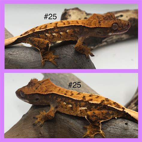 Tricolor Harlequin Crested Gecko By Secret Garden Geckos Morphmarket