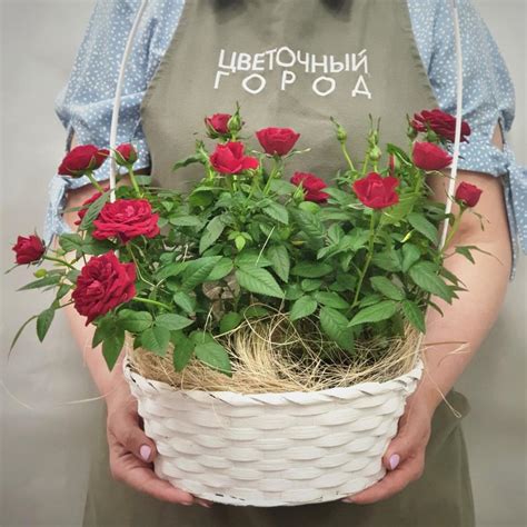 Купить Композиция с розой Кордана с доставкой по Санкт-Петербургу ...