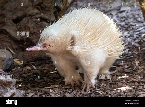 Albino Short-beaked Echidna Stock Photo - Alamy