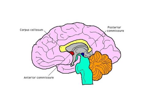 Commissural Fibers Flashcards | Quizlet