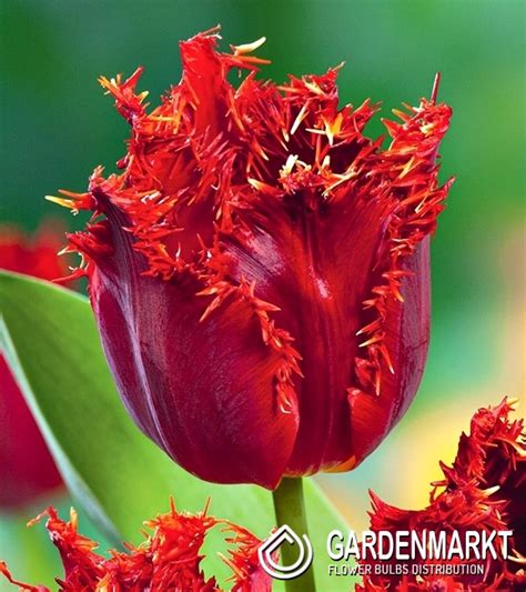 Tulpe Gefranste Valery Giergiev St Gardenmarkt De