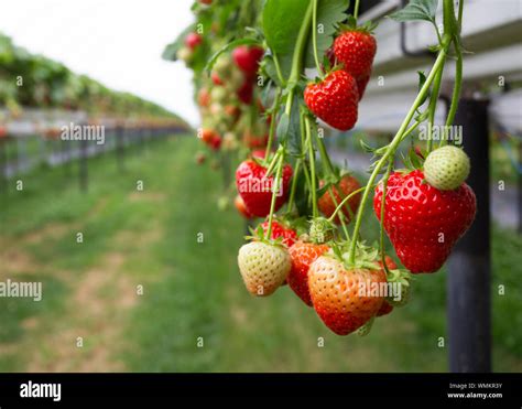 Strawberries Growing On Strawberry Farm Uk Stock Photo Alamy