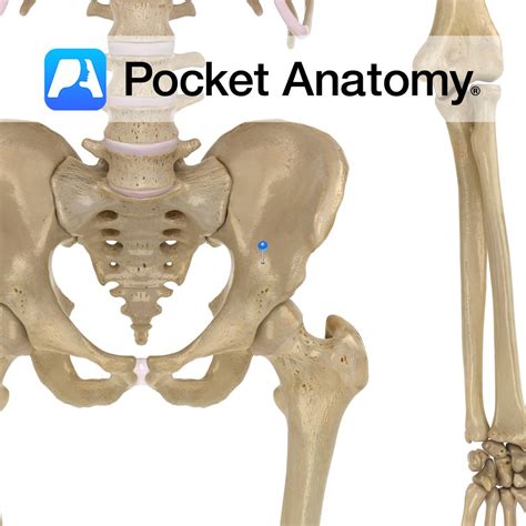 Ilium - arcuate line - Pocket Anatomy