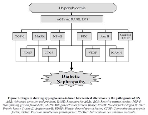 Diabetic Nephropathy Pathogenesis Prevention And Treatment