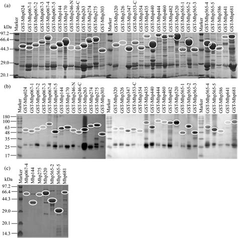 Gstm Hyopneumoniae Fusion Proteins Purified From Bacterial Extracts