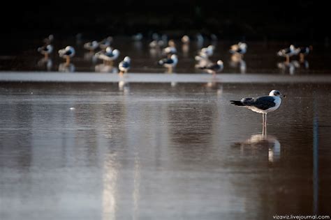 Чаек крик – Могадор: vizaviz — LiveJournal