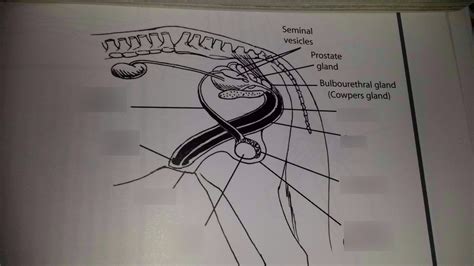 Equine Male Reproductive System Diagram Quizlet