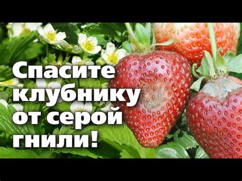 Обработка клубники от болезней Биологическая защита и лечение (19 видео)