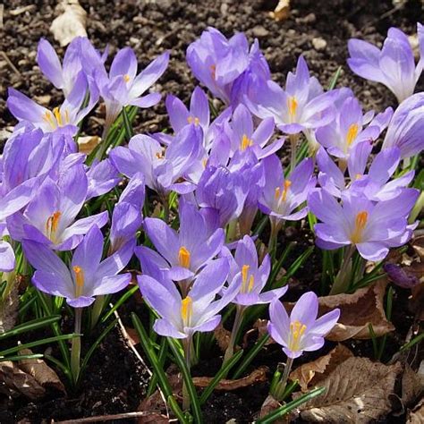 Crocus Etruscus Zwanenburg Italienischer Waldkrokus Stauden Strasser