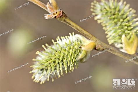 Pussy willow blooms Salix Weidenkätzchen Salix Stock Photo