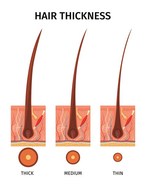 Understanding The Hair Types And Hair Typing Systems Hood Mwr