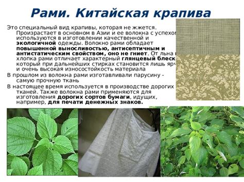 Презентация "Виды волокон растительного происхождения" (5 класс)