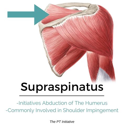 Rotator Cuff Joint