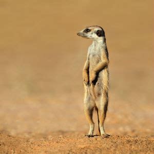 Meerkat Fascinating Africa