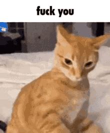 Cat Fuck You GIFs Tenor