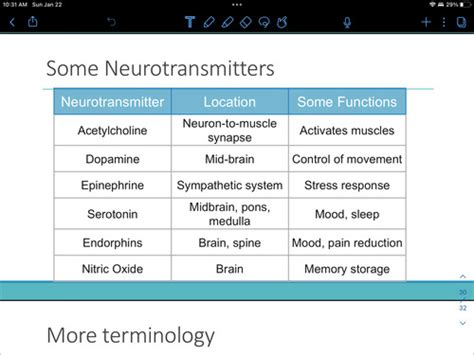 Lecture Nervous System Action Potential Synapses And